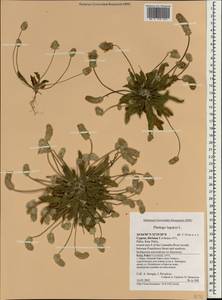 Plantago lagopus L., South Asia, South Asia (Asia outside ex-Soviet states and Mongolia) (ASIA) (Cyprus)