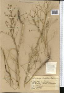 Delphinium barbatum Bunge, Middle Asia, Western Tian Shan & Karatau (M3) (Kazakhstan)