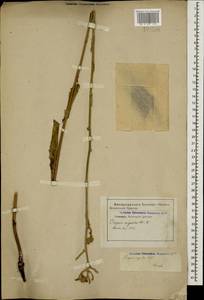 Crepis pannonica (Jacq.) C. Koch, Caucasus, Stavropol Krai, Karachay-Cherkessia & Kabardino-Balkaria (K1b) (Russia)