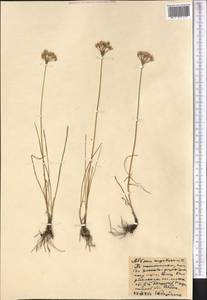 Allium angulosum L., Middle Asia, Northern & Central Kazakhstan (M10) (Kazakhstan)