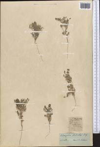 Astragalus stalinskyi Sirj., Middle Asia, Western Tian Shan & Karatau (M3) (Kazakhstan)