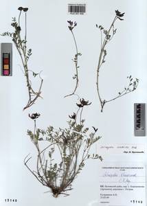 KUZ 001 458, Astragalus ceratoides M. Bieb., Siberia, Altai & Sayany Mountains (S2) (Russia)