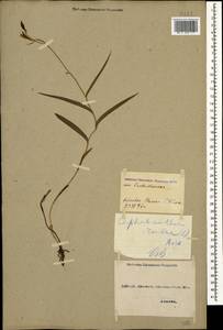 Cephalanthera rubra (L.) Rich., Caucasus, Georgia (K4) (Georgia)