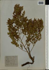 Glycyrrhiza glabra L., Eastern Europe, Lower Volga region (E9) (Russia)