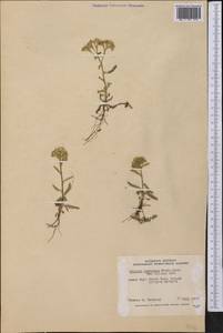 Achillea millefolium var. nigrescens E. Mey., America (AMER) (Canada)