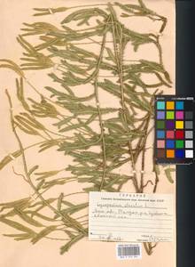 Lycopodium clavatum L., Eastern Europe, Moscow region (E4a) (Russia)