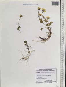 Ranunculus sulphureus, Siberia, Central Siberia (S3) (Russia)