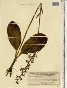Platanthera chlorantha (Custer) Rchb., Eastern Europe, Volga-Kama region (E7) (Russia)