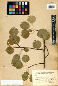 Populus tremula L., Siberia, Baikal & Transbaikal region (S4) (Russia)