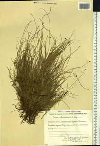 Carex parallela subsp. redowskiana (C.A.Mey.) T.V.Egorova, Siberia, Chukotka & Kamchatka (S7) (Russia)