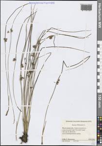 Juncus filiformis L., Eastern Europe, Northern region (E1) (Russia)