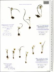 Gagea pusilla (F.W.Schmidt) Sweet, Caucasus, Stavropol Krai, Karachay-Cherkessia & Kabardino-Balkaria (K1b) (Russia)