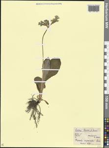 Primula ruprechtii Kusnezowa ex Lipsky, Caucasus, Stavropol Krai, Karachay-Cherkessia & Kabardino-Balkaria (K1b) (Russia)