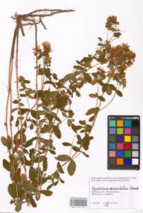 Hypericum maculatum, Eastern Europe, Moscow region (E4a) (Russia)