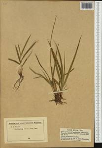 Carex atrata L., Western Europe (EUR) (Germany)