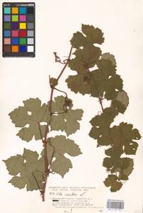 Vitis vinifera L., Eastern Europe, Moscow region (E4a) (Russia)