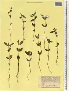 Oldenlandia trinervia Retz., Africa (AFR) (Seychelles)