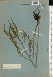 Asparagus officinalis L., Eastern Europe, Rostov Oblast (E12a) (Russia)