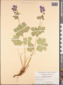 Geranium platypetalum Fisch. & C.A. Mey., Caucasus, Stavropol Krai, Karachay-Cherkessia & Kabardino-Balkaria (K1b) (Russia)