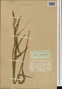 Carex pendula Huds., South Asia, South Asia (Asia outside ex-Soviet states and Mongolia) (ASIA) (Turkey)