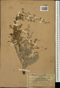 Verbascum szovitsianum Boiss., Caucasus, Azerbaijan (K6) (Azerbaijan)
