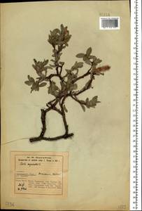 Salix myrsinites × myrsinifolia, Eastern Europe, Northern region (E1) (Russia)