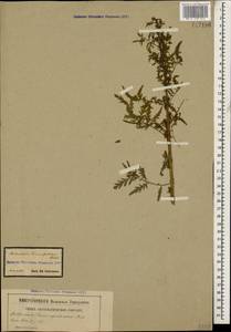 Artemisia tournefortiana Rchb., Caucasus, Armenia (K5) (Armenia)