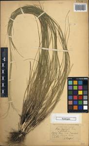 Stipa zalesskii Wilensky, Eastern Europe, Central forest-and-steppe region (E6) (Russia)