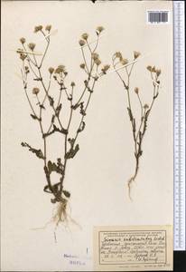 Senecio subdentatus Ledeb., Middle Asia, Kopet Dag, Badkhyz, Small & Great Balkhan (M1) (Turkmenistan)