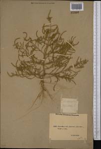 Salicornia europaea L., Middle Asia, Northern & Central Kazakhstan (M10) (Kazakhstan)