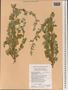 Chenopodium opulifolium Schrad., South Asia, South Asia (Asia outside ex-Soviet states and Mongolia) (ASIA) (Cyprus)