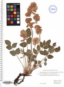 SMR001872, Hedysarum grandiflorum Pall., Eastern Europe, Eastern region (E10) (Russia)