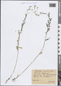 Berteroa incana (L.) DC., Eastern Europe, Central forest-and-steppe region (E6) (Russia)