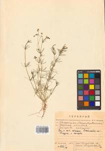 Spergula arvensis L., Siberia, Russian Far East (S6) (Russia)