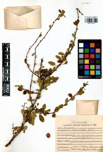 Prunus pedunculata (Pall.) Maxim., Siberia, Baikal & Transbaikal region (S4) (Russia)