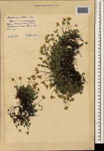 Androsace villosa L., Crimea (KRYM) (Russia)