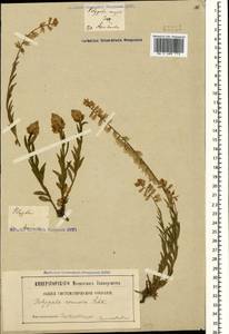Polygala comosa Schkuhr, Caucasus, Georgia (K4) (Georgia)