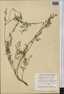 Corydalis aurea Willd., America (AMER) (Canada)