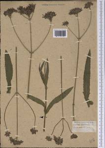 Verbena bonariensis L., America (AMER) (Not classified)
