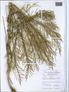 Barbarea vulgaris (L.) W.T. Aiton, Siberia, Baikal & Transbaikal region (S4) (Russia)
