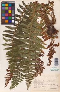 Polystichum braunii (Spenn.) Fée, Eastern Europe, Central region (E4) (Russia)