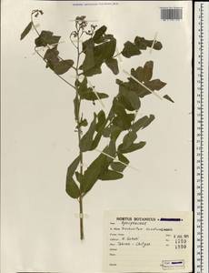 Poacynum venetum (L.) Mavrodiev, Laktionov & Yu. E. Alexeev, South Asia, South Asia (Asia outside ex-Soviet states and Mongolia) (ASIA) (Iran)