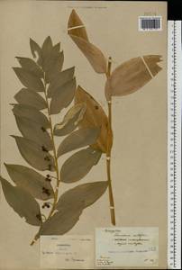 Polygonatum multiflorum (L.) All., Eastern Europe, North Ukrainian region (E11) (Ukraine)