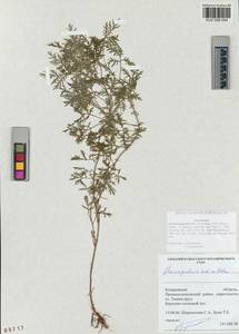 Artemisia gmelinii Weber ex Stechm., Siberia, Altai & Sayany Mountains (S2) (Russia)