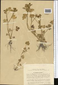 Ranunculus muricatus L., Middle Asia, Pamir & Pamiro-Alai (M2) (Uzbekistan)