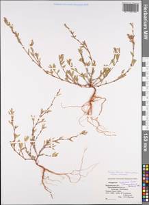 Polygonum neglectum Besser, Eastern Europe, Central forest-and-steppe region (E6) (Russia)