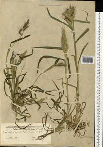 Echinochloa crus-galli (L.) P.Beauv., Eastern Europe, Lower Volga region (E9) (Russia)
