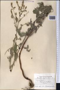 Mentha longifolia var. asiatica (Boriss.) Rech.f., Middle Asia, Pamir & Pamiro-Alai (M2) (Turkmenistan)