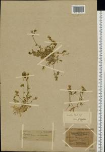 Cerastium alpinum L., Eastern Europe, Northern region (E1) (Russia)