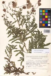Cirsium arvense (L.) Scop., Eastern Europe, Moscow region (E4a) (Russia)
